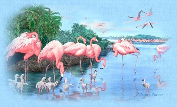 Flamingos